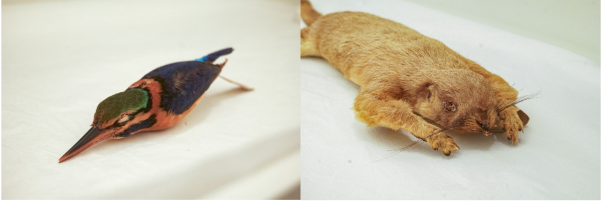 Dinosaurs Extinctions Us Science Centre Singapore 2 Dinosaurs Extinctions Us Science Centre Singapore 2