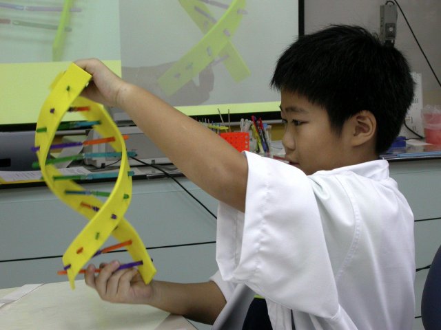 dna model