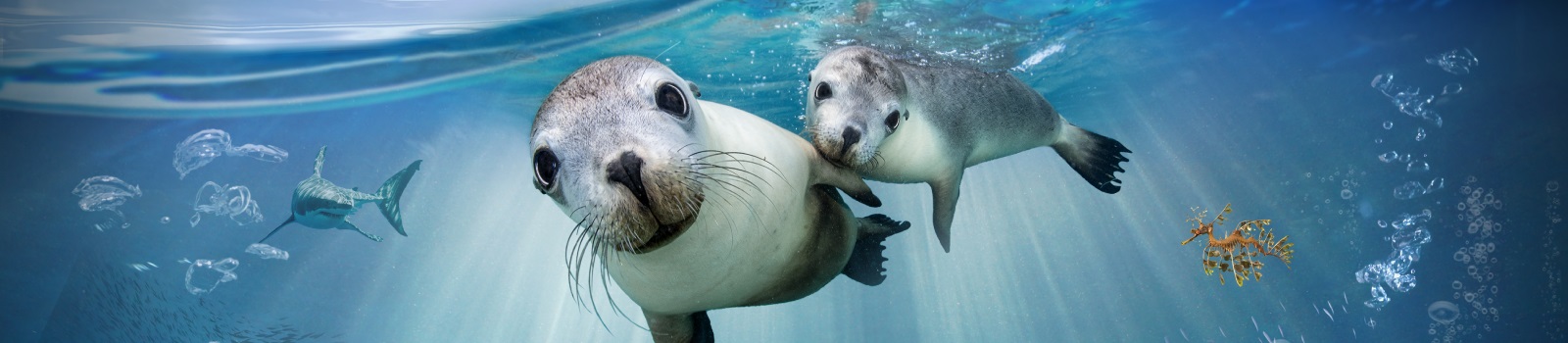 1600x350_Sea Lions OT Web Banner